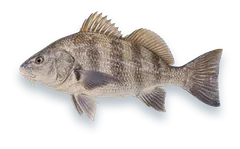 Studio photograph of a Black Drum (Pogonias cromis), side view, on a white background