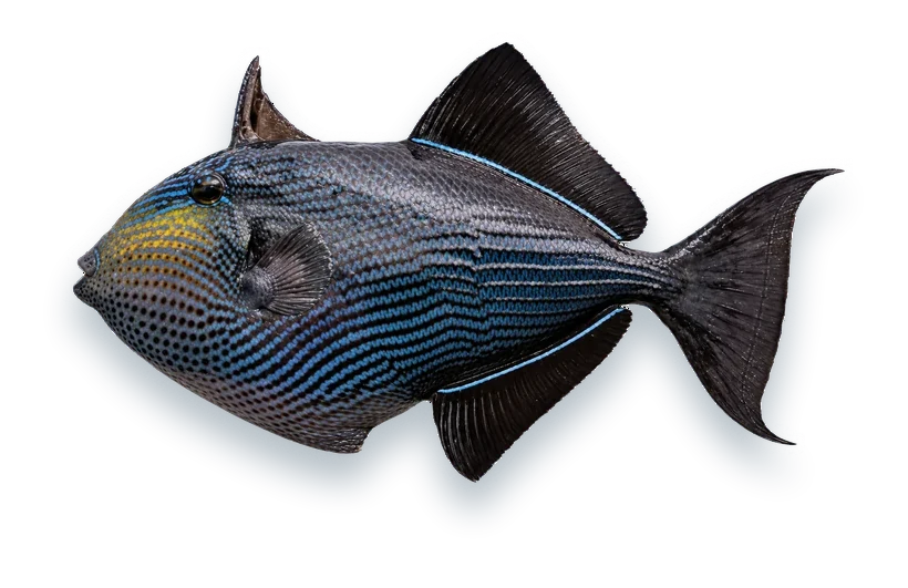 Studio photograph of a Black Durgon (Melichthys niger), side view, on a white background