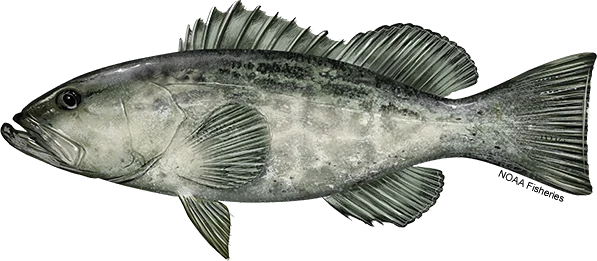 Black Grouper