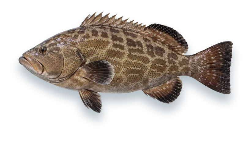 Studio photograph of a Black Grouper (Mycteroperca bonaci), side view, on a white background