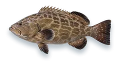 Studio photograph of a Black Grouper (Mycteroperca bonaci), side view, on a white background