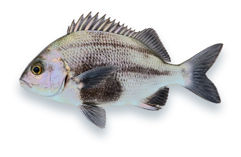 Studio photograph of a Black Margate (Anisotremus surinamensis), side view, on a white background