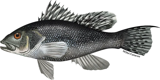 Black Sea Bass