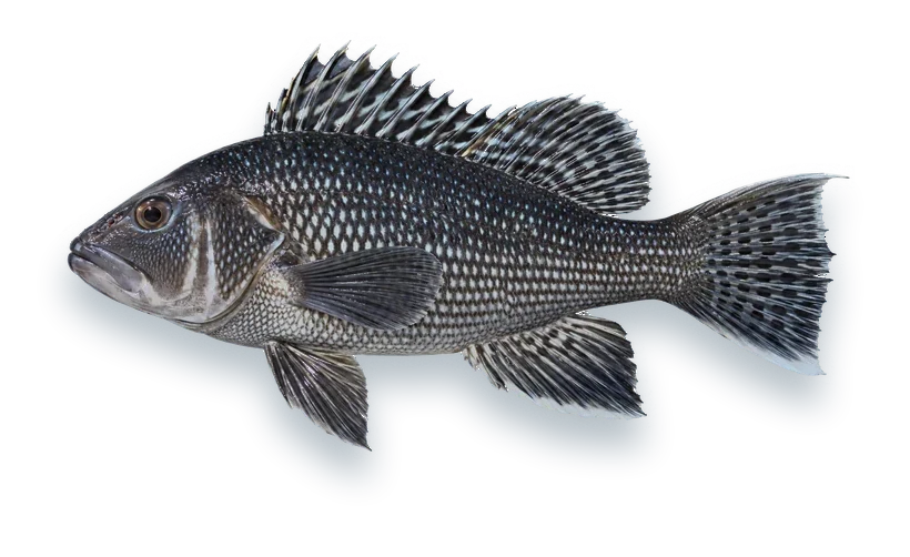 Studio photograph of a Black Sea Bass (Centropristis striata), side view, on a white background