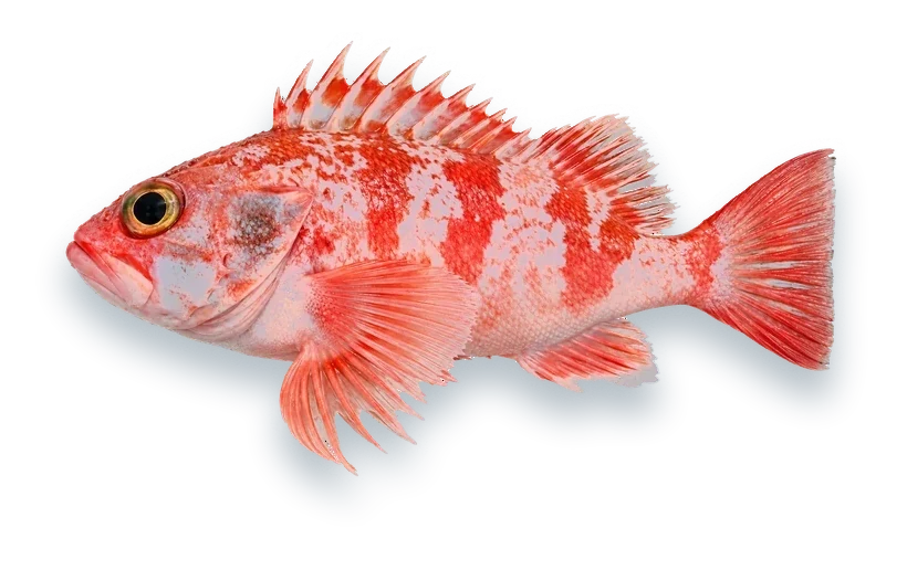 Studio photograph of a Blackbelly Rosefish (Helicolenus dactylopterus), side view, on a white background