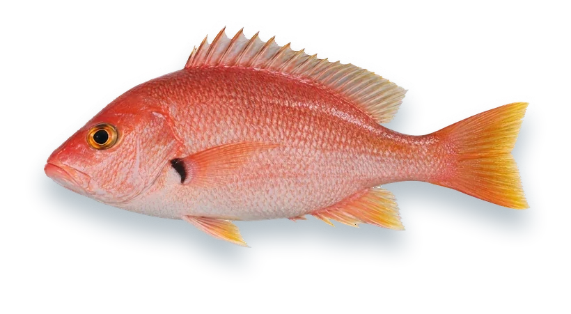 Studio photograph of a Blackfin Snapper (Lutjanus buccanella), side view, on a white background