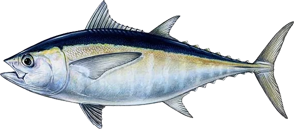 Blackfin Tuna