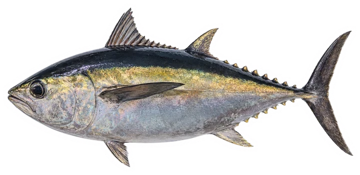 Studio photograph of a Blackfin Tuna (Thunnus atlanticus), side view, on a white background