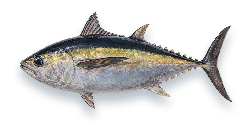 Studio photograph of a Blackfin Tuna (Thunnus atlanticus), side view, on a white background