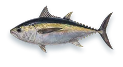 Studio photograph of a Blackfin Tuna (Thunnus atlanticus), side view, on a white background