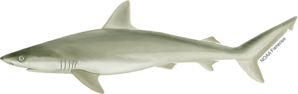 Blacknose Shark
