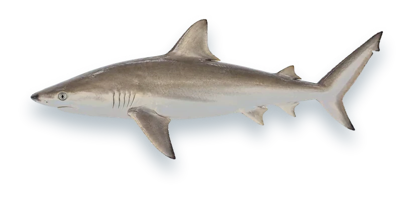 Studio photograph of a Blacknose Shark (Carcharhinus acronotus), side view, on a white background
