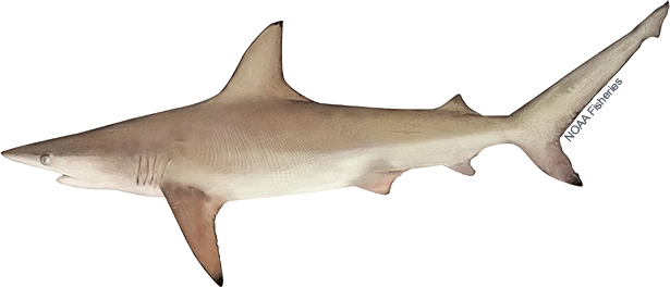 Blacktip Shark