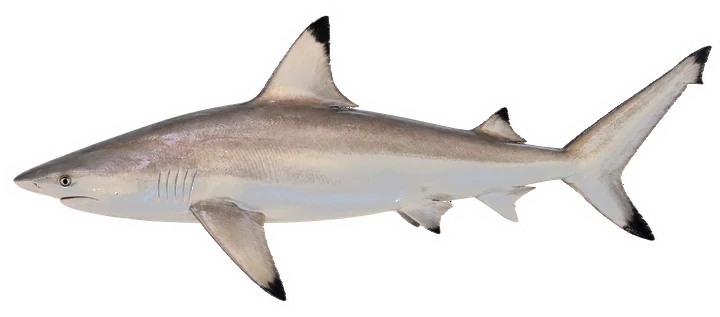 Studio photograph of a Blacktip Shark (Carcharhinus limbatus), side view, on a white background