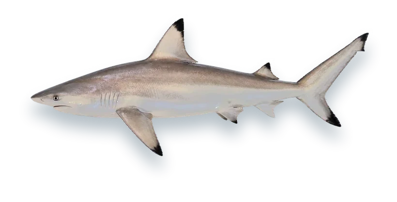 Studio photograph of a Blacktip Shark (Carcharhinus limbatus), side view, on a white background