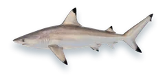 Studio photograph of a Blacktip Shark (Carcharhinus limbatus), side view, on a white background