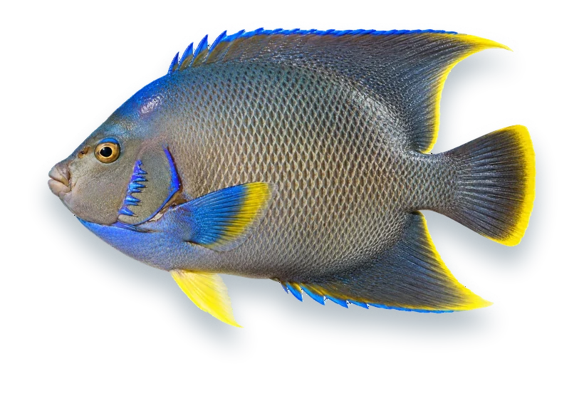 Studio photograph of a Blue Angelfish (Holacanthus bermudensis), side view, on a white background