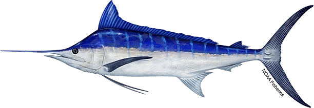 Blue Marlin