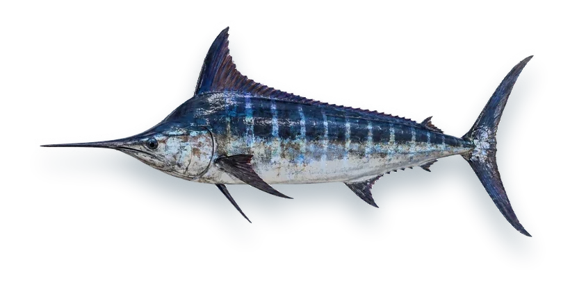 Studio photograph of a Blue Marlin (Makaira nigricans), side view, on a white background