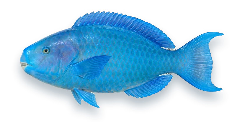 Studio photograph of a Blue Parrotfish (Scarus coeruleus), side view, on a white background
