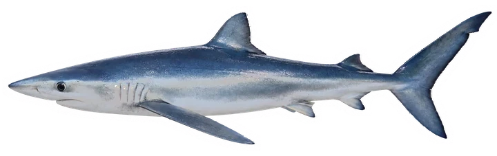 Studio photograph of a Blue Shark (Prionace glauca), side view, on a white background