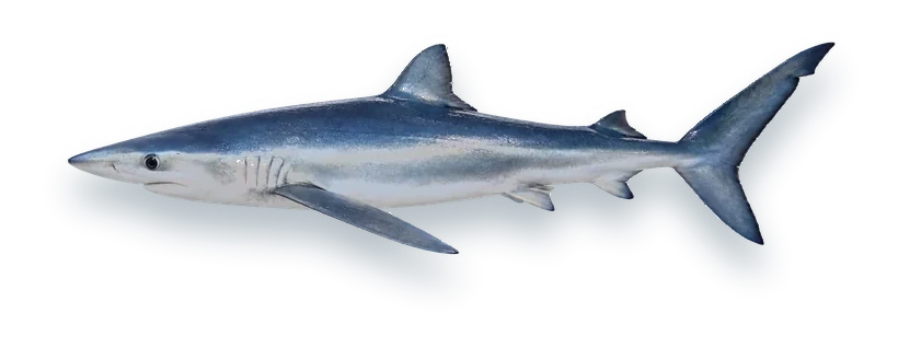 Studio photograph of a Blue Shark (Prionace glauca), side view, on a white background