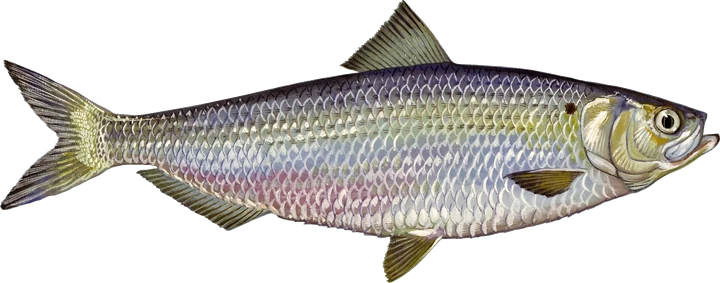 Blueback Herring