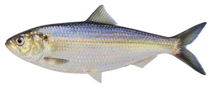 Studio photograph of a Blueback Herring (Alosa aestivalis), side view, on a white background