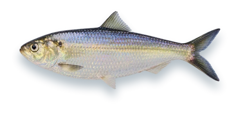 Studio photograph of a Blueback Herring (Alosa aestivalis), side view, on a white background
