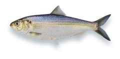 Studio photograph of a Blueback Herring (Alosa aestivalis), side view, on a white background