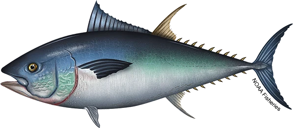 Atlantic Bluefin Tuna