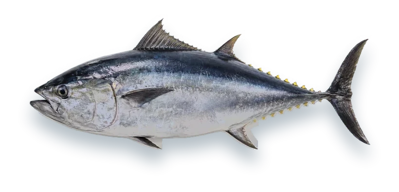 Studio photograph of an Atlantic Bluefin Tuna (Thunnus thynnus), side view, on a white background