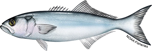 Bluefish