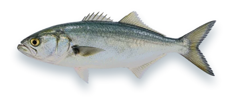 Studio photograph of a Bluefish (Pomatomus saltatrix), side view, on a white background