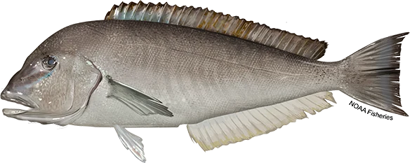Blueline Tilefish