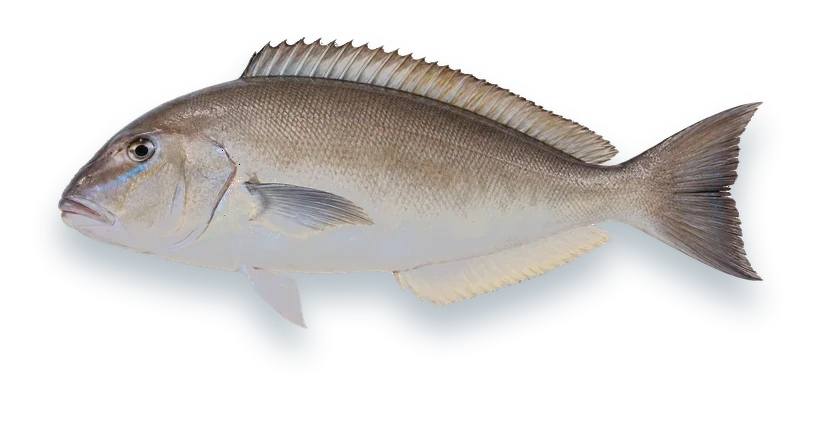 Studio photograph of a Blueline Tilefish (Caulolatilus microps), side view, on a white background
