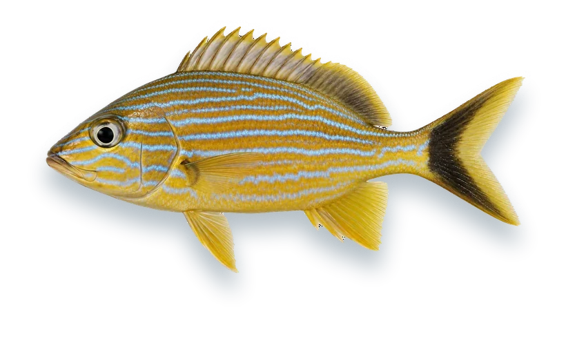 Studio photograph of a Bluestriped Grunt (Haemulon sciurus), side view, on a white background