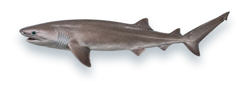 Studio photograph of a Bluntnose Sixgill Shark (Hexanchus griseus), side view, on a white background