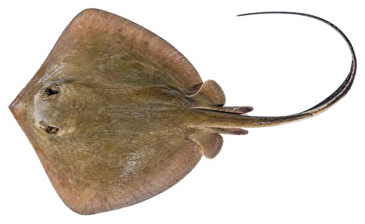 Studio photograph of a Bluntnose Stingray (Hypanus say), seen from above, on a white background
