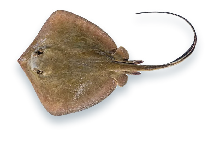 Studio photograph of a Bluntnose Stingray (Hypanus say), seen from above, on a white background