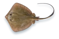 Studio photograph of a Bluntnose Stingray (Hypanus say), seen from above, on a white background