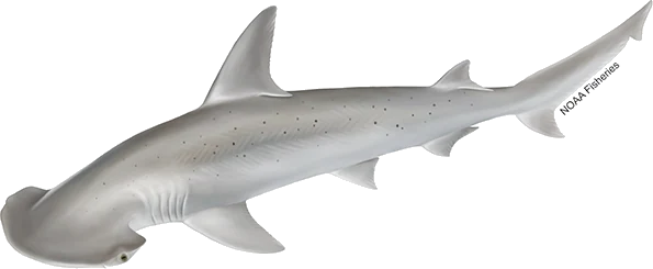 Bonnethead