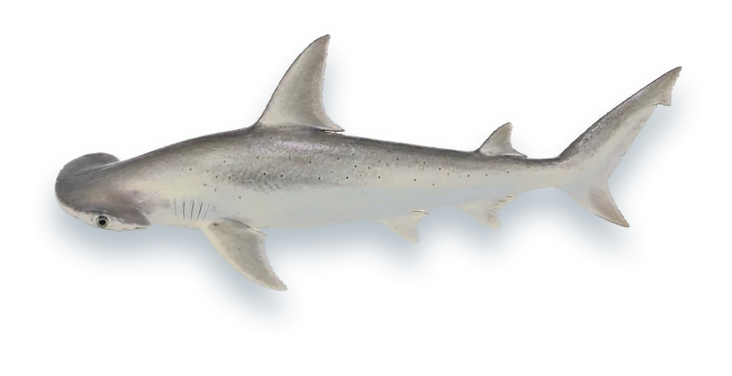 Studio photograph of a Bonnethead (Sphyrna tiburo), side view, on a white background