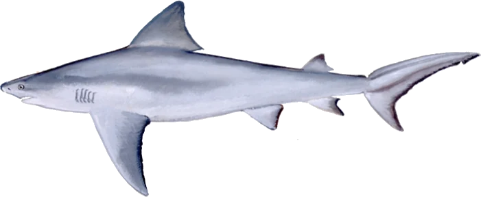 Bull Shark
