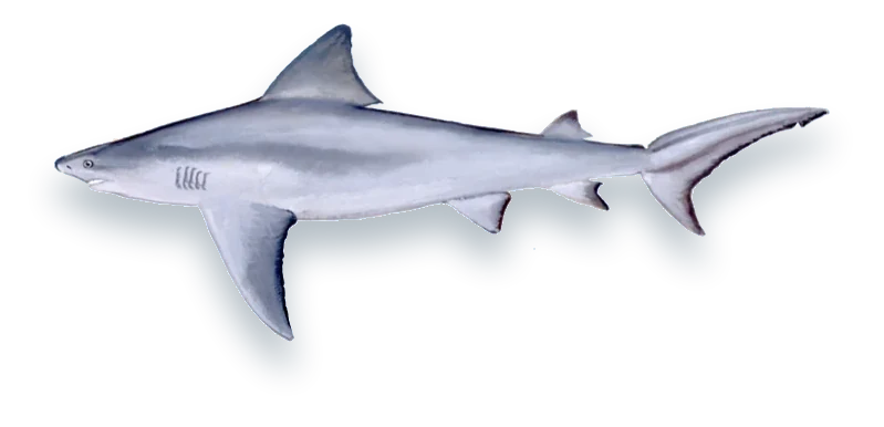 Illustration of a Bull Shark (Carcharhinus leucas), side view, on a white background