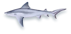Illustration of a Bull Shark (Carcharhinus leucas), side view, on a white background