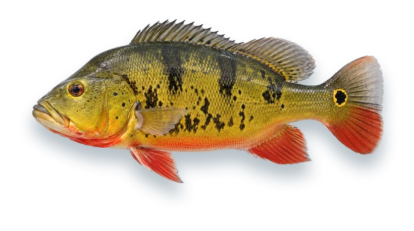 Studio photograph of a Butterfly Peacock Bass (Cichla ocellaris), side view, on a white background