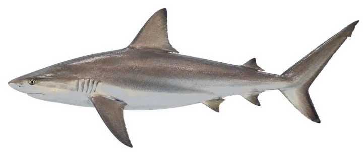 Studio photograph of a Caribbean Reef Shark (Carcharhinus perezii), side view, on a white background