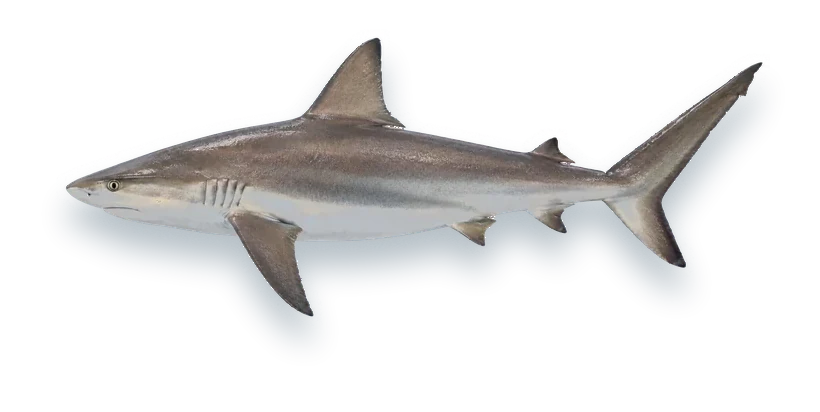 Studio photograph of a Caribbean Reef Shark (Carcharhinus perezii), side view, on a white background