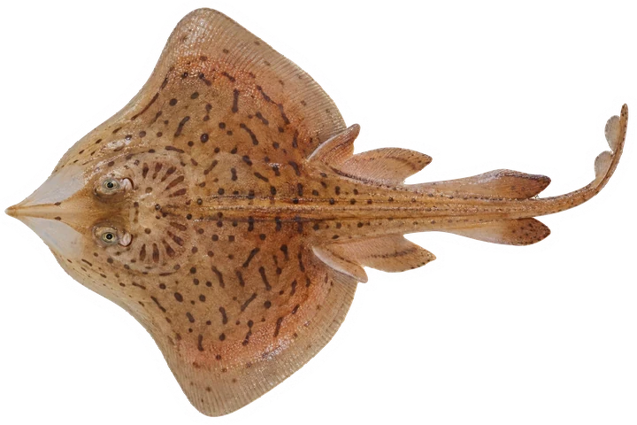 Studio photograph of a Clearnose Skate (Rostroraja eglanteria), seen from above, on a white background